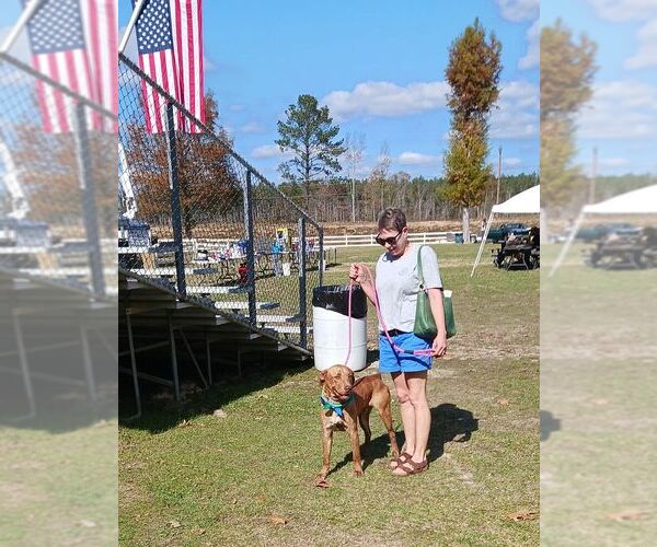 Medium Photo #2 Labrador Retriever-Unknown Mix Puppy For Sale in Monticello, MS, USA