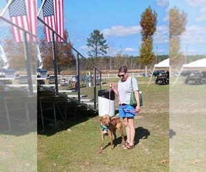 Tucker - Male Labrador Retriever-Unknown Mix Dog for Adoption - Photo #2