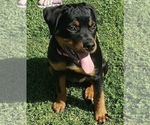 Small Photo #60 Rottweiler Puppy For Sale in OAK GLEN, CA, USA