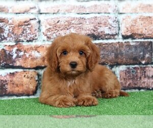 Goldendoodle Puppy for sale in BEL AIR, MD, USA