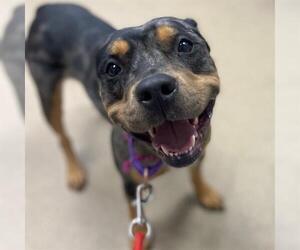 Mutt Dogs for adoption in Aurora, CO, USA