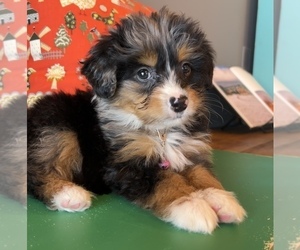 Miniature Bernedoodle Puppy for Sale in LAWRENCE, Michigan USA