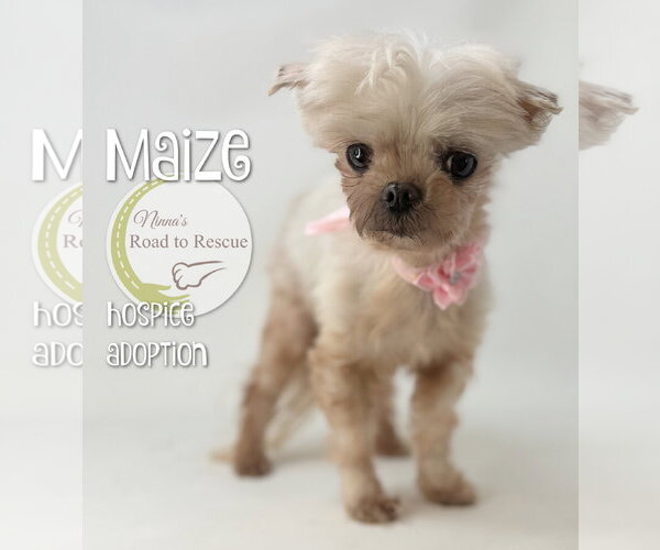 Medium Photo #1 Maltese Puppy For Sale in Benton, LA, USA