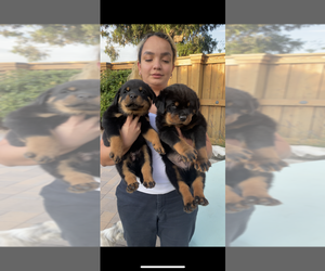 Rottweiler Puppy for sale in OXNARD, CA, USA