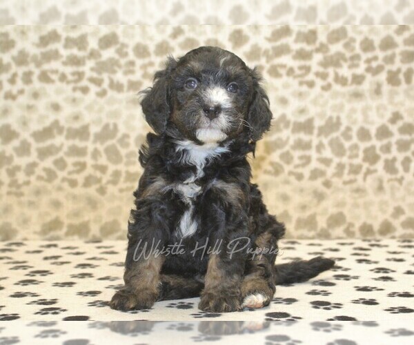 Medium Photo #4 Miniature Bernedoodle Puppy For Sale in DENVER, PA, USA