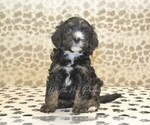 Small #3 Miniature Bernedoodle