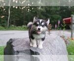 Small #7 Pomsky