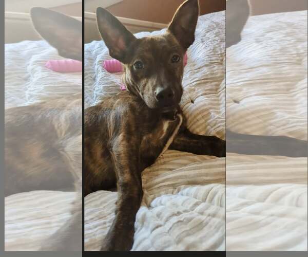 Medium Photo #5 Dachshund-Unknown Mix Puppy For Sale in Charlottesville, VA, USA