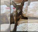 Small #4 Dachshund Mix