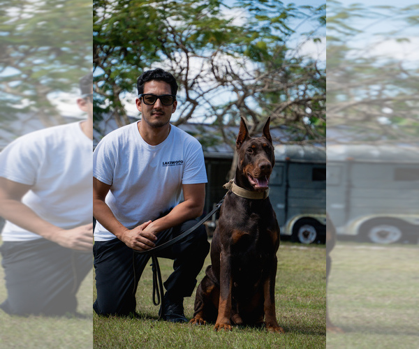 Medium Photo #118 Doberman Pinscher Puppy For Sale in FORT LAUDERDALE, FL, USA