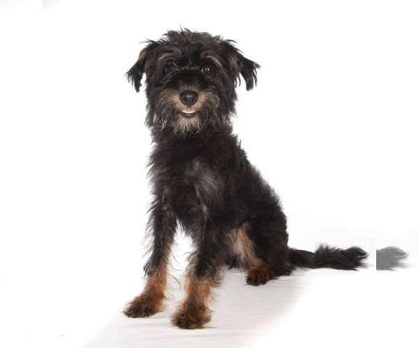 Medium Photo #2 Poodle (Toy)-Unknown Mix Puppy For Sale in Oakland Park, FL, USA