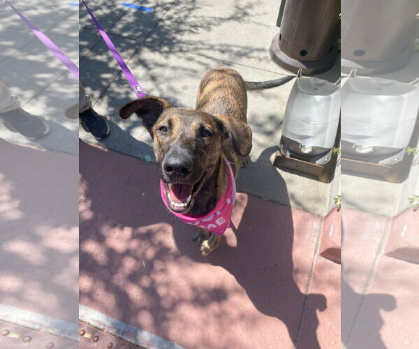 Medium Photo #4 Holland Shepherd-Unknown Mix Puppy For Sale in La Verne, CA, USA