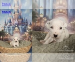 Puppy Stitch Dalmatian