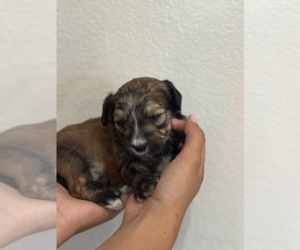 Medium Photo #13 Bernedoodle (Miniature) Puppy For Sale in LONGMONT, CO, USA