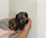 Small #12 Bernedoodle (Miniature)