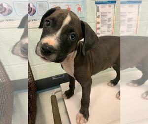 Bullboxer Pit Dogs for adoption in Corpus Christi, TX, USA