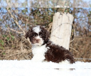 ShihPoo Puppy for sale in DYERSBURG, TN, USA