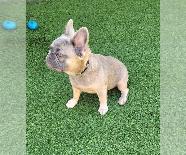 Medium Photo #6 French Bulldog Puppy For Sale in LAS VEGAS, NV, USA