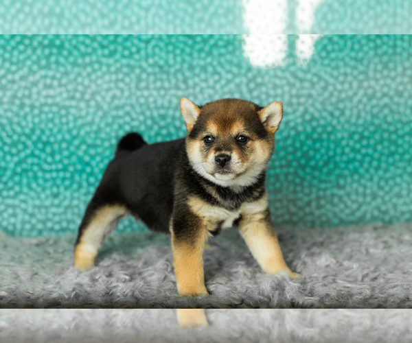 Medium Photo #25 Shiba Inu Puppy For Sale in MILLERSBURG, IN, USA