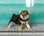Small Photo #25 Shiba Inu Puppy For Sale in MILLERSBURG, IN, USA