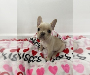 Medium French Bulldog