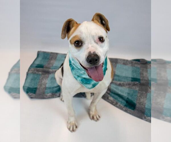 Medium Photo #6 Bulldog-Unknown Mix Puppy For Sale in Kennesaw, GA, USA