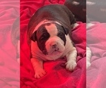 Small Photo #2 American Bully Puppy For Sale in NAUGATUCK, CT, USA