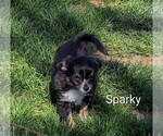 Small #1 Chihuahua