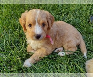 Aussiedoodle Miniature  Puppy for sale in COMMERCE CITY, CO, USA