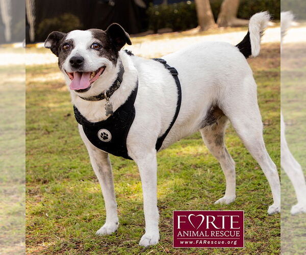 Medium Photo #6 Jack-A-Bee Puppy For Sale in Marina del Rey, CA, USA