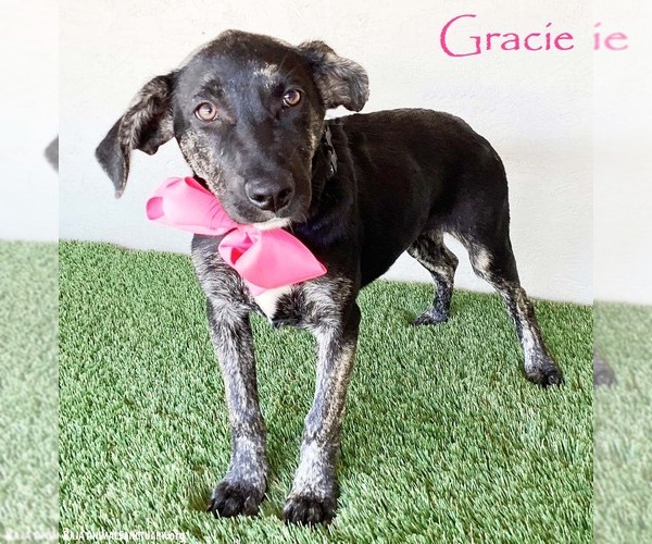 Medium Photo #1 Labrador Retriever-Unknown Mix Puppy For Sale in San Diego, CA, USA