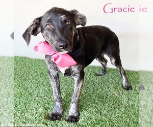Labrador Retriever-Unknown Mix Dogs for adoption in San Diego, CA, USA