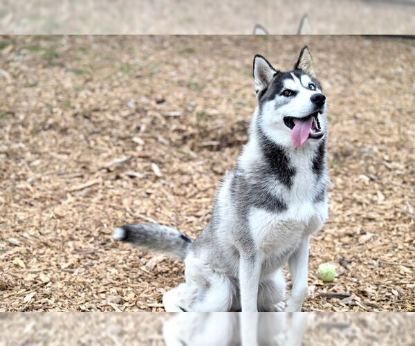 Medium Photo #2 Siberian Husky Puppy For Sale in Santa Cruz, CA, USA