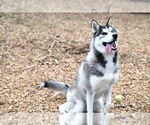 Small #1 Siberian Husky
