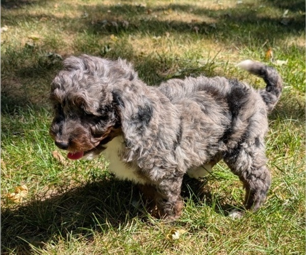 Medium Photo #47 Miniature Bernedoodle Puppy For Sale in GOSHEN, IN, USA