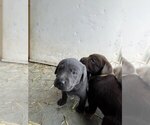 Puppy 6 Labrador Retriever