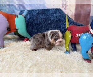 English Bulldog Puppy for sale in OOLOGAH, OK, USA