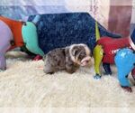 Image preview for Ad Listing. Nickname: Lola