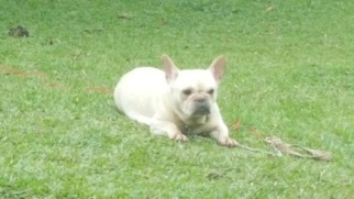 Mother of the French Bulldog puppies born on 04/01/2018