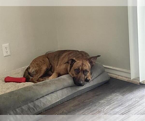 Medium Photo #2 Plott Hound-Unknown Mix Puppy For Sale in San Antonio, TX, USA