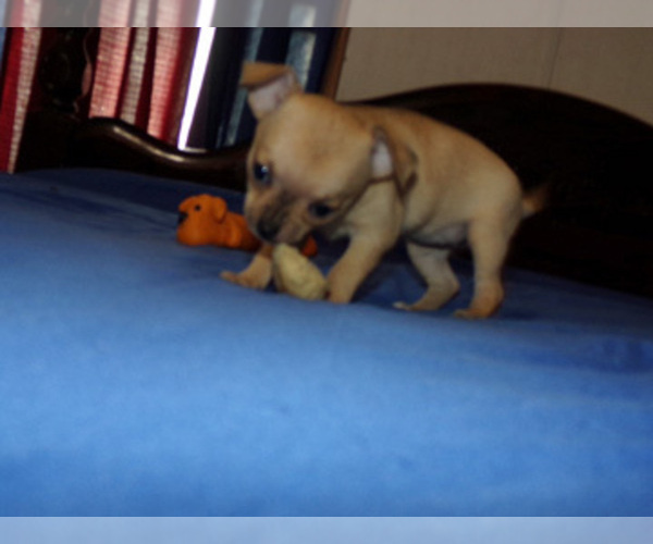 Medium Photo #5 Chihuahua Puppy For Sale in BELLE FOURCHE, SD, USA