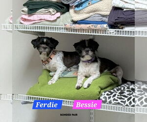 Medium Shih Tzu Mix
