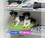 Small Shih Tzu Mix