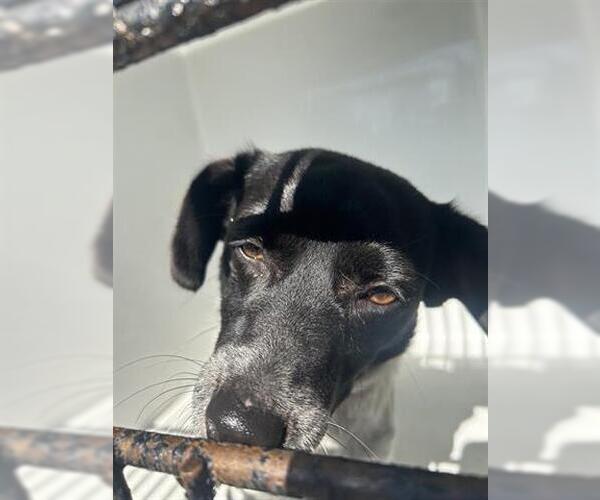 Medium Photo #1 Rat Terrier-Unknown Mix Puppy For Sale in Houston, TX, USA