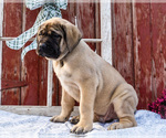 Small #6 Mastiff