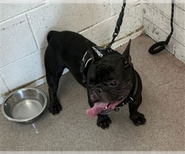 Medium Photo #1 French Bulldog Puppy For Sale in San Bernardino, CA, USA
