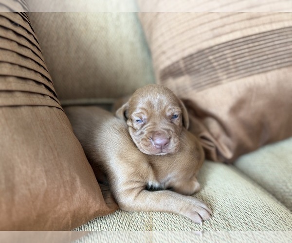 Medium Photo #7 German Shorthaired Pointer-Vizsla Mix Puppy For Sale in WAVERLY, NY, USA