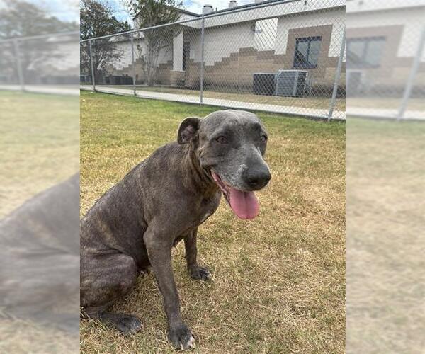 Medium Photo #1 American Pit Bull Terrier-Unknown Mix Puppy For Sale in Corpus Christi, TX, USA