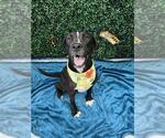 Small Photo #3 American Pit Bull Terrier-Unknown Mix Puppy For Sale in Corpus Christi, TX, USA