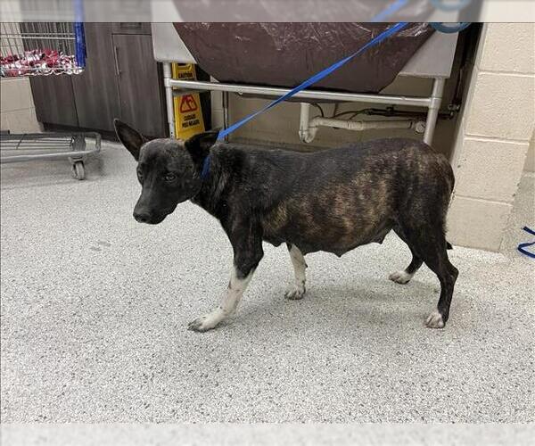 Medium Photo #1 American Pit Bull Terrier-Unknown Mix Puppy For Sale in Conroe, TX, USA